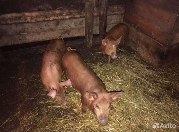 Свиньи и поросята обмен