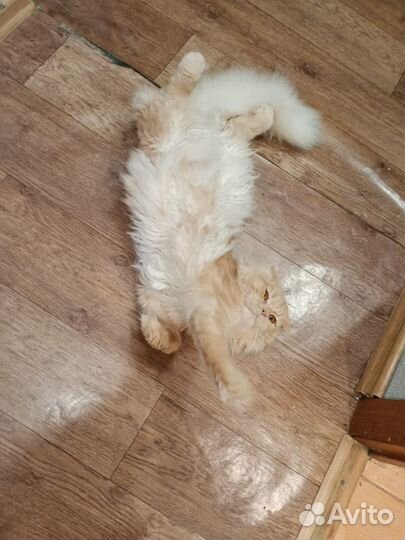 Шотландский кот вязка