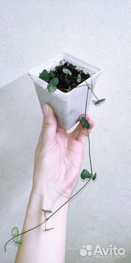 Суккуленты 1