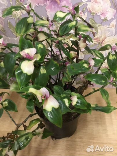 Папоротник нефролепис