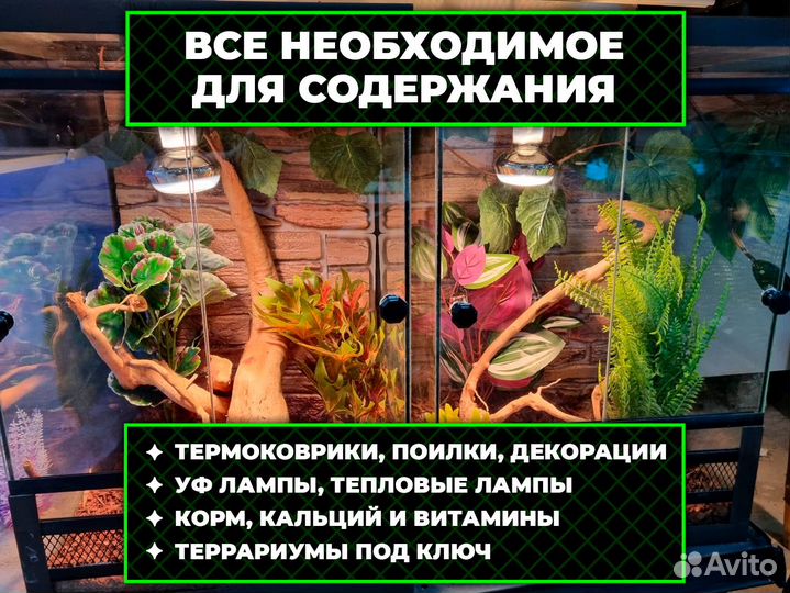 Королевская змея