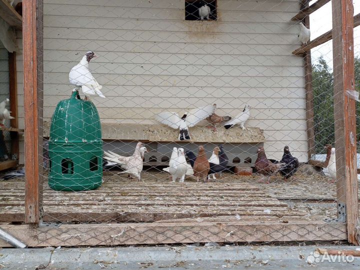 Продам Бакинских голубей