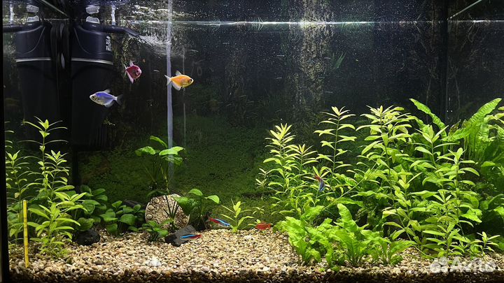 Для аквариума растения рыбки