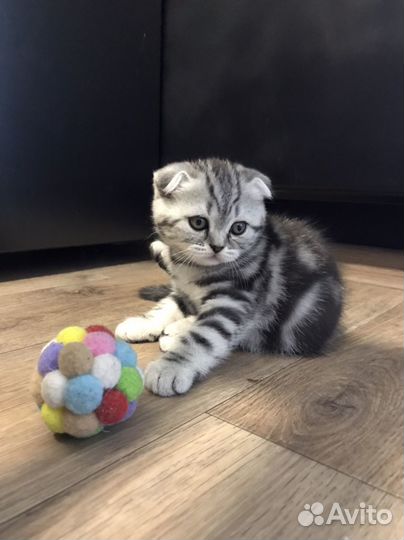 Котята шотландские прямоухие вислоухие