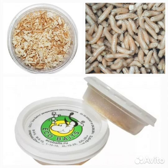 Опарыш белый Опарыш красный