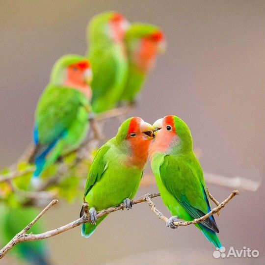 Волнистые попугаи и неразлучники