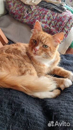 Ласковый рыжик