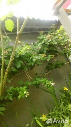 Ежевика садовая/без шипов