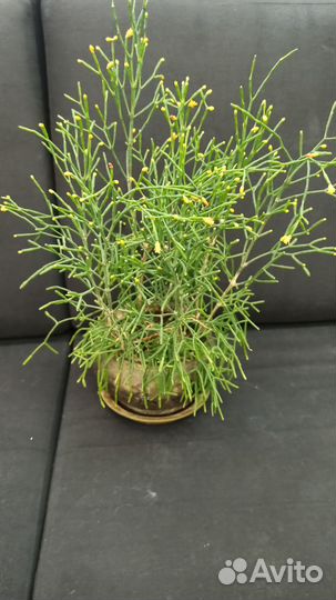 Абутилон,Хатиора, Клеродендрум