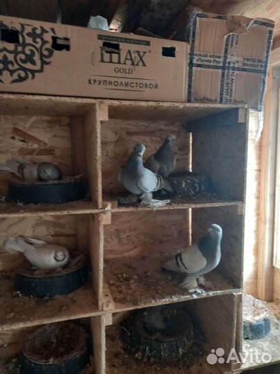 Голуби бойные