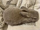 Карликовый декоративный кролик объявление продам