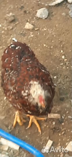 Инкяйцо орловских ситцевых