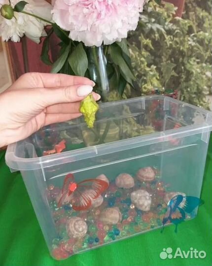 Детская Миниферма Тропических Бабочек ф/б-97