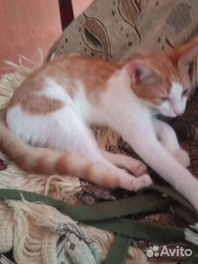 Котенок рыжий мальчик в дар добрые руки