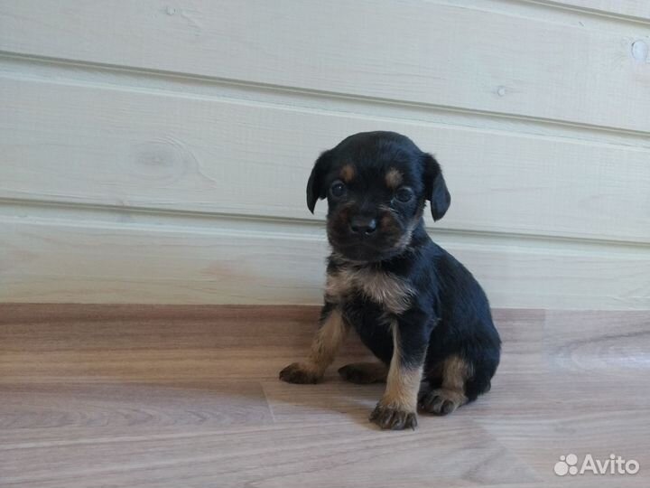 Продам щенков