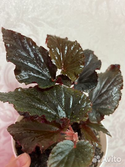 Комнатные цветы