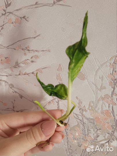 Эпипремнум годзилла