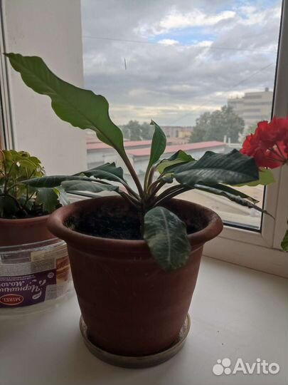 Комнатные растения