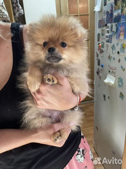 Померанский шпиц мини