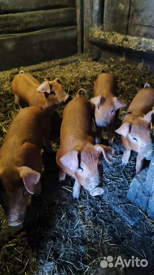 Поросята породы дюрок