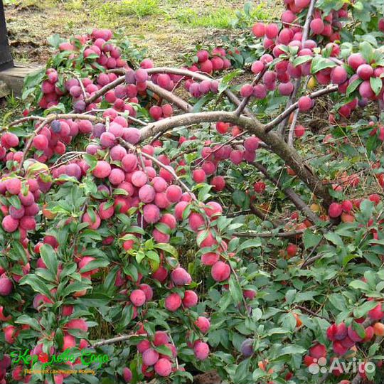 Алыча и саженцы, кусты, цветы