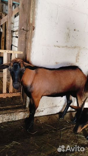 Чешский козел