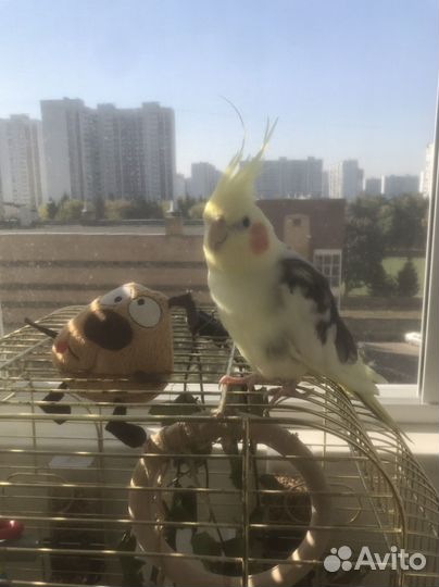 Попугай Яша