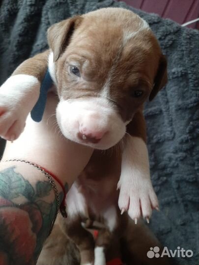 Щенки питбуля