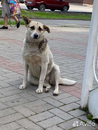 Собака в добрые руки