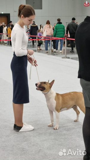 Хендлер, подготовлю вашу собаку к выставке