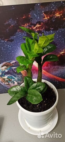 Замиокулькас Зензи