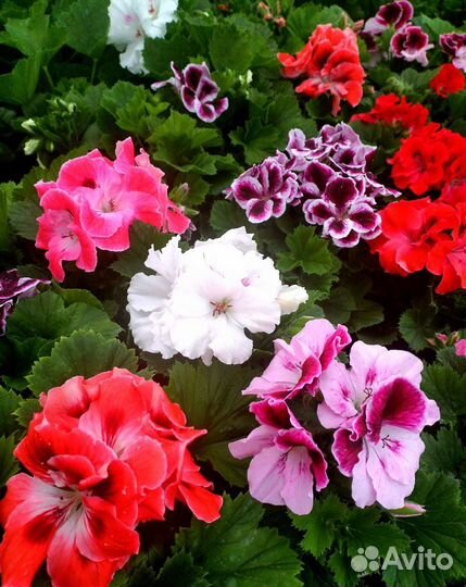 Герань королевская