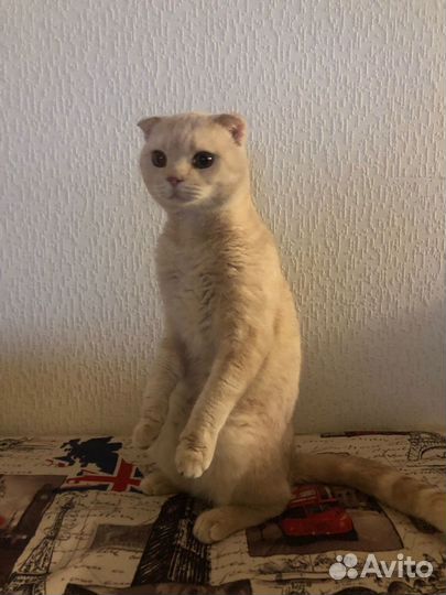 Шотландский кот вязка