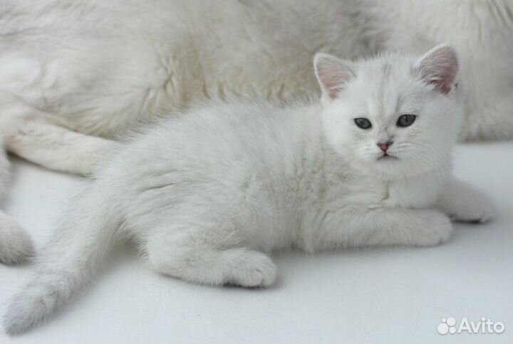 Британская шиншилла