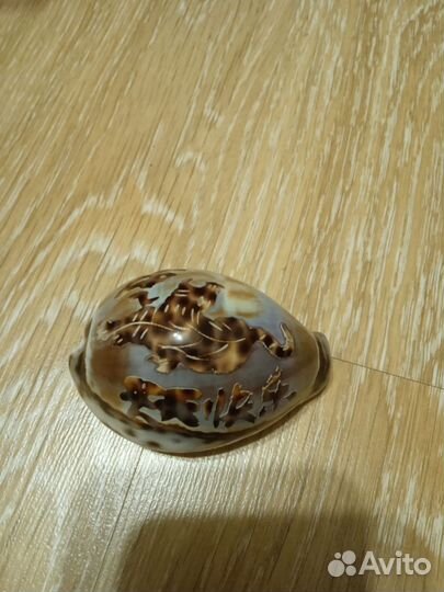 Морская ракушка раковина