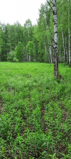 Участок 11 сот. (ИЖС)