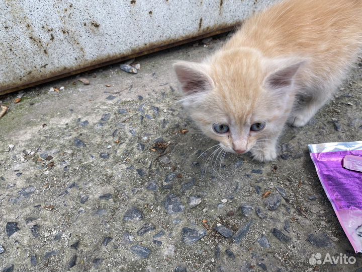 Отдам кота в добрые руки