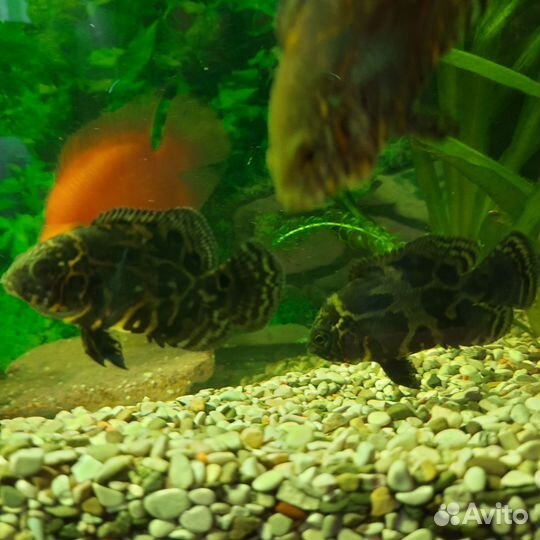 Астронотус (мальки)