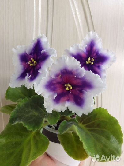 Сортовые фиалки