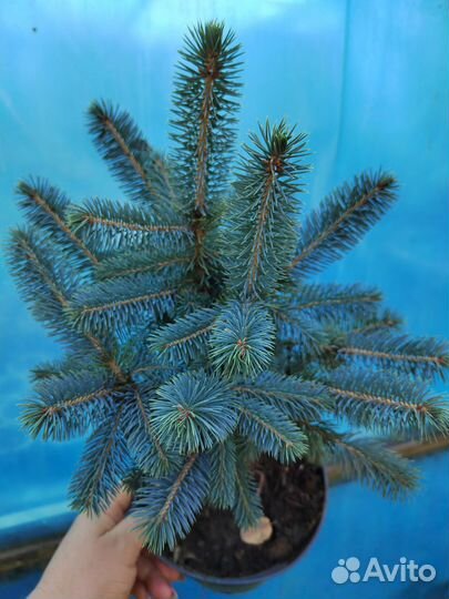 Ель блю сидлинг