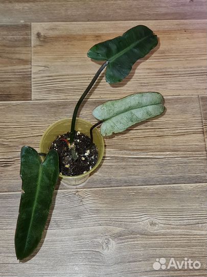 Филодендрон Виппл Вэй