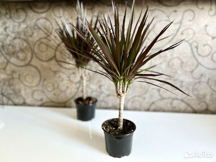 Комнатные цветы драцена Маргинанта Маджента