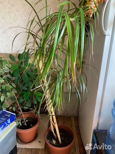 Комнатные растения цветы