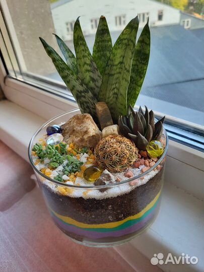 Живые растения, композиция с кактусами