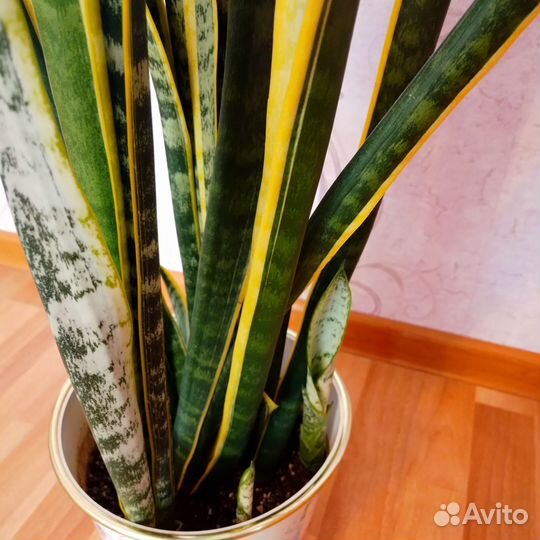 Сансевиерия