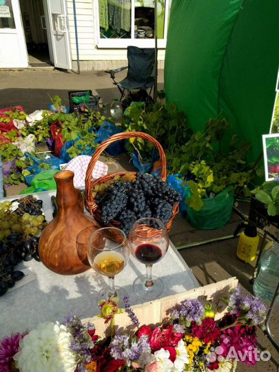 Саженцы винограда