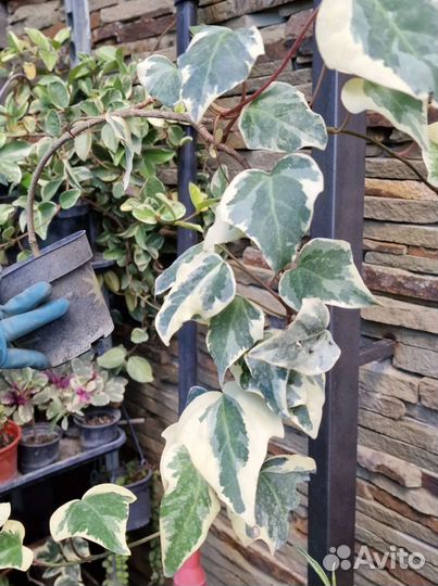 Плющ, лиана разные сорта