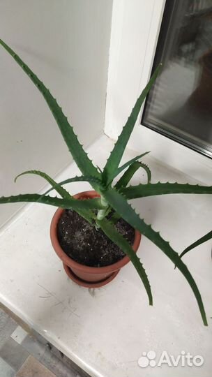 Алоэ лечебное столетник