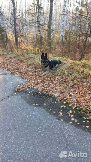 Немецкая овчарка для вязки