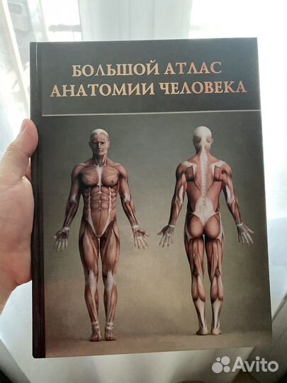 Атлас анатомии человека новый